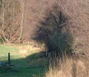 Dammkrone der Pferdebahn am Paasbach