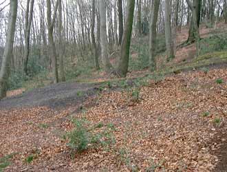 Pingenfeld auf der Hohen Egge