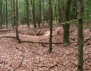 Pingenfeld im Buchenholz