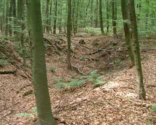 Pingenfeld im Buchenholz