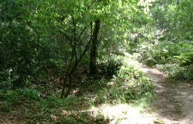 Pinge im Vosskuhlenbusch