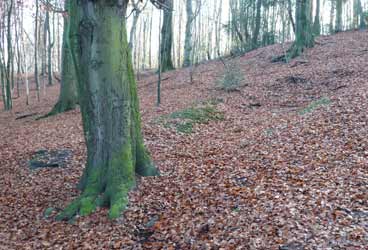 Stollenpinge im Scherpenseelsbusch